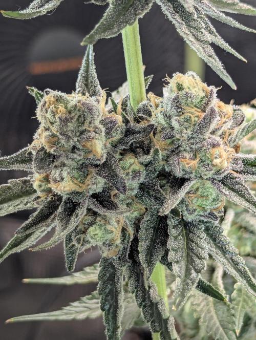 ZkyscraperZ - N.Y.Ceeds. Week 12