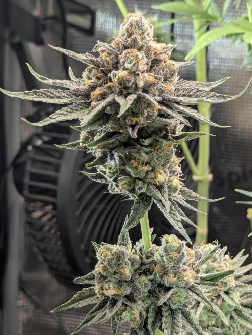ZkyscraperZ - N.Y.Ceeds. Week 12