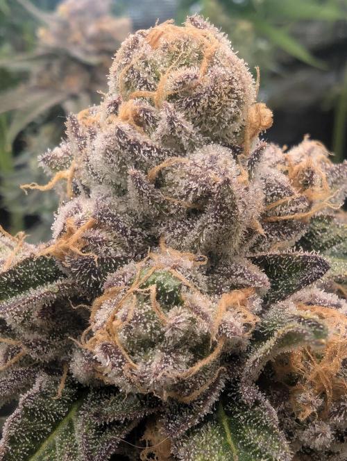 ZkyscraperZ - N.Y.Ceeds. Week 12
