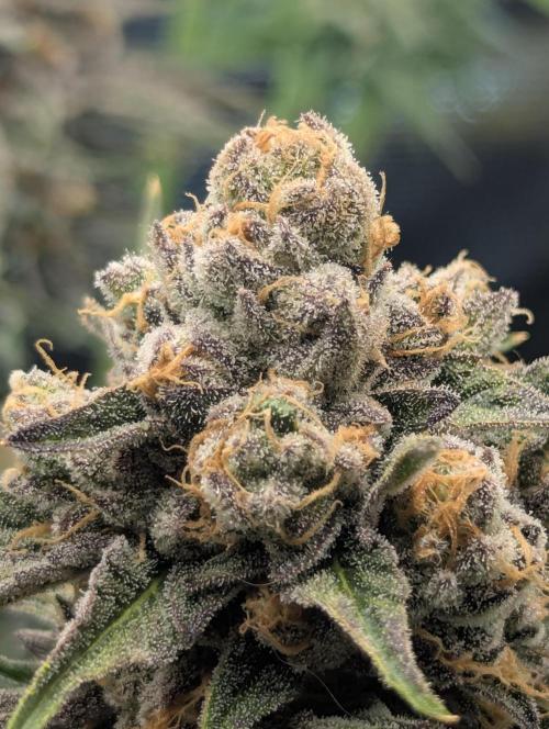 ZkyscraperZ - N.Y.Ceeds. Week 12
