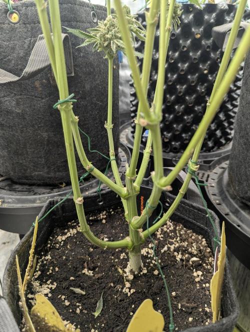 ZkyscraperZ - N.Y.Ceeds. Week 12
