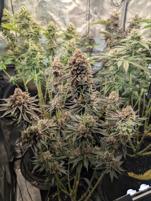 ZkyscraperZ - N.Y.Ceeds. Week 12
