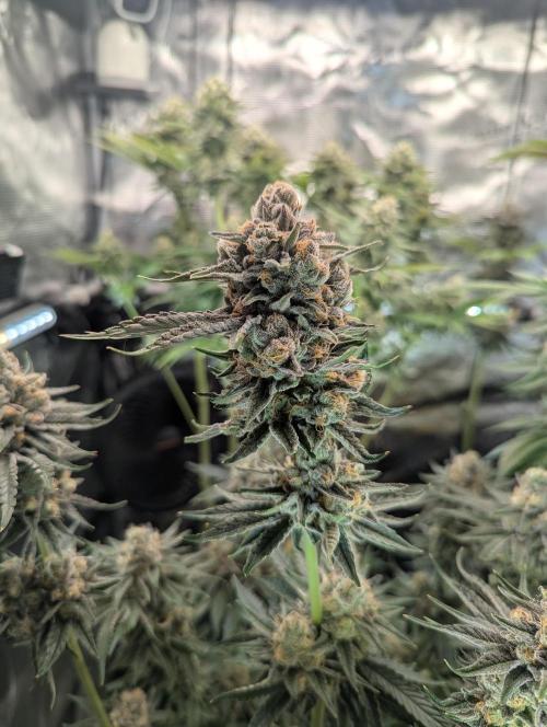 ZkyscraperZ - N.Y.Ceeds. Week 12