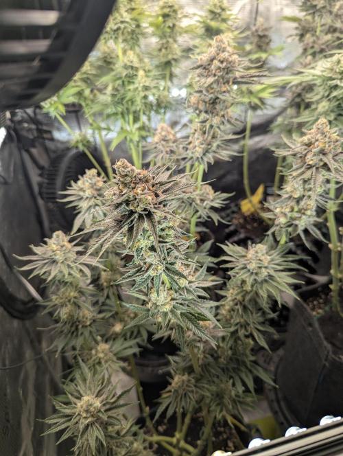 ZkyscraperZ - N.Y.Ceeds. Week 12