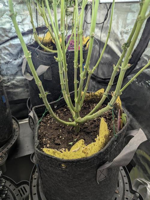 Gary Patron. Week 11