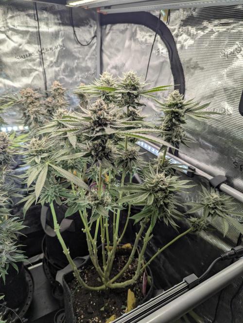 Gary Patron - Nine Weeks Harvest. Week 11