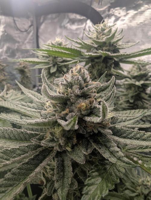 Gary Patron - Nine Weeks Harvest. Week 11