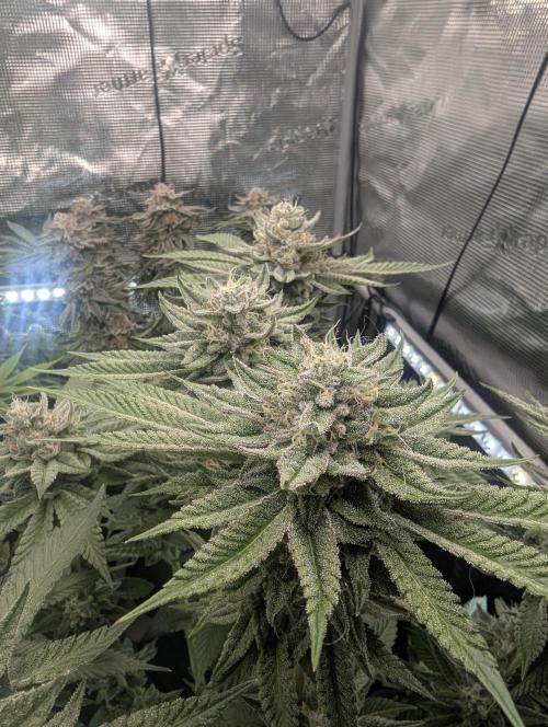 Gary Patron - Nine Weeks Harvest. Week 11