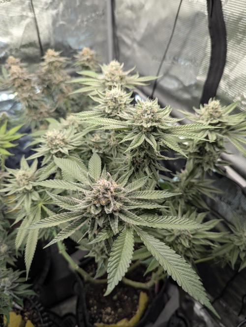 Gary Patron - Nine Weeks Harvest. Week 11