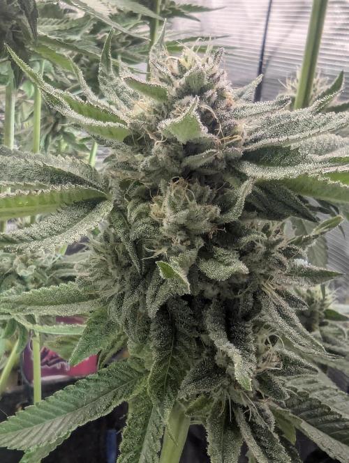 Gary Patron - Nine Weeks Harvest. Week 11