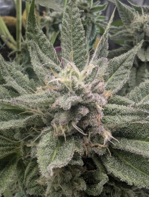 Gary Patron - Nine Weeks Harvest. Week 11