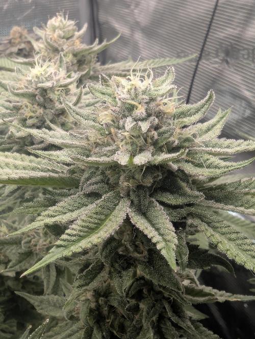 Gary Patron - Nine Weeks Harvest. Week 11