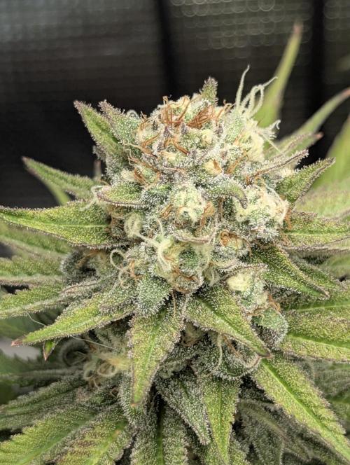 Holy Snow - Greenhouse Seed Co.. Week 12