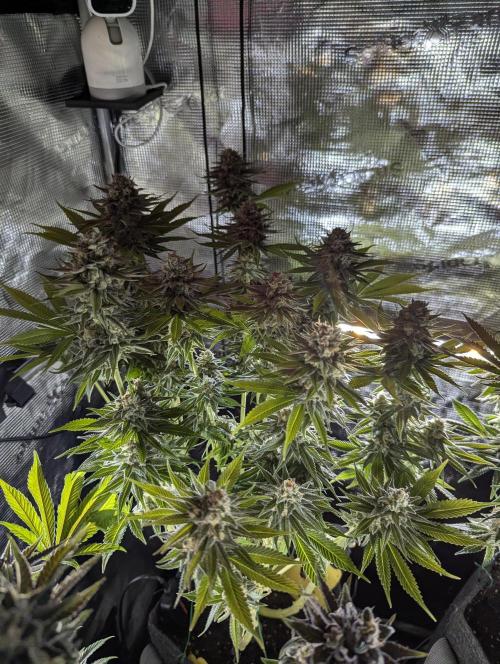 Holy Snow - Greenhouse Seed Co.. Week 12