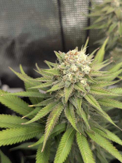Holy Snow - Greenhouse Seed Co.. Week 12