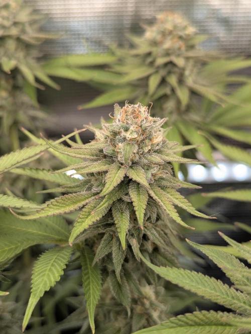 Holy Snow - Greenhouse Seed Co.. Week 12