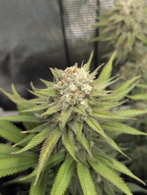 Holy Snow - Greenhouse Seed Co.. Week 12