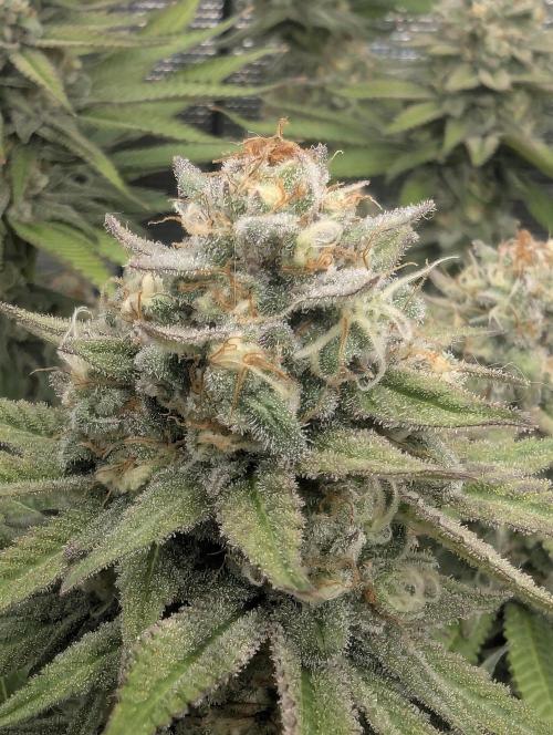 Holy Snow - Greenhouse Seed Co.. Week 12