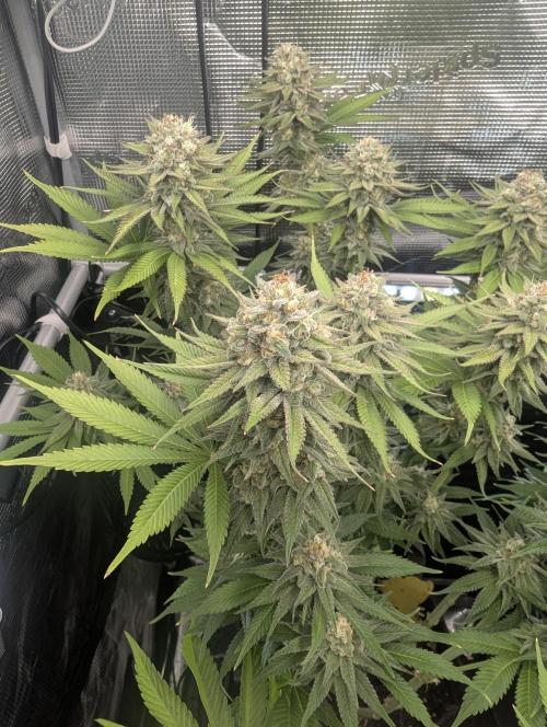 Holy Snow - Greenhouse Seed Co.. Week 12