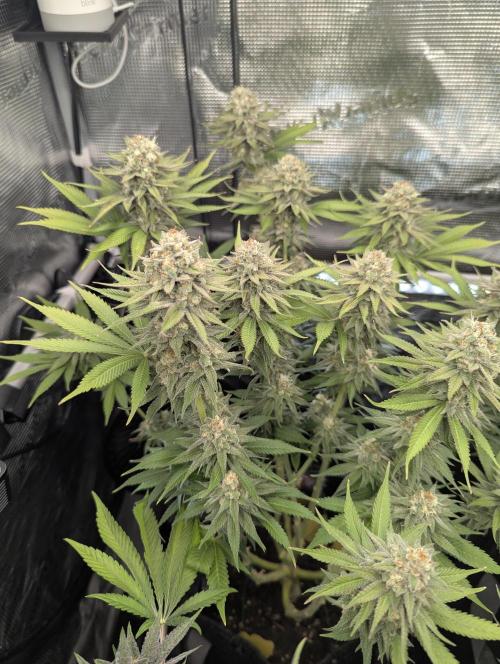 Holy Snow - Greenhouse Seed Co.. Week 12