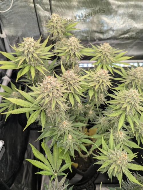 Holy Snow - Greenhouse Seed Co.. Week 12
