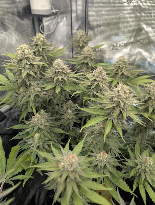 Holy Snow - Greenhouse Seed Co.. Week 12