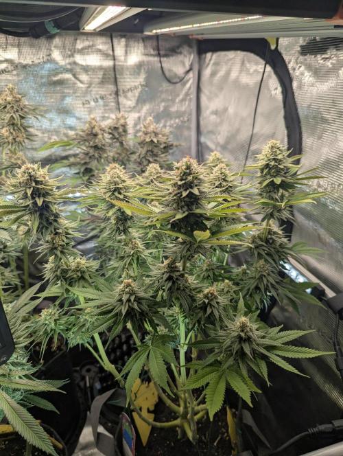 Holy Snow - Greenhouse Seed Co.. Week 12