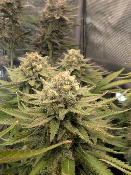 Holy Snow. Week 12