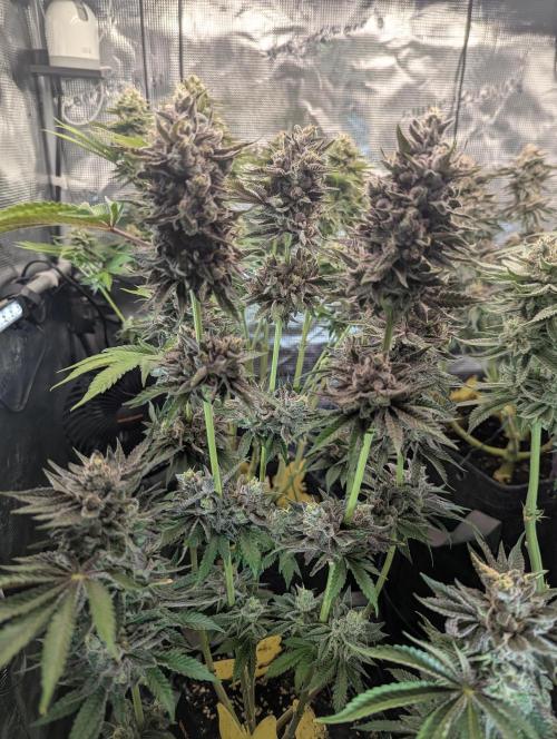 Monaco - Nine Weeks Harvest. Week 11