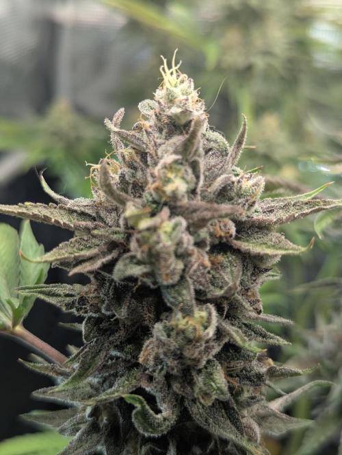 Monaco - Nine Weeks Harvest. Week 11