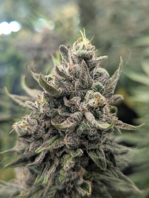 Monaco - Nine Weeks Harvest. Week 11