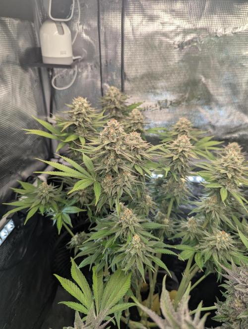 Monaco - Nine Weeks Harvest. Week 11
