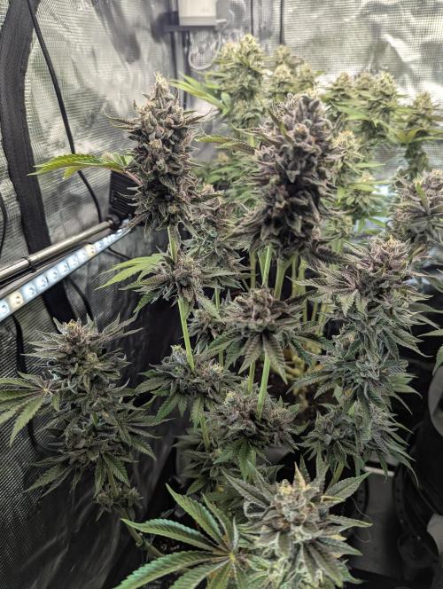 Monaco - Nine Weeks Harvest. Week 11