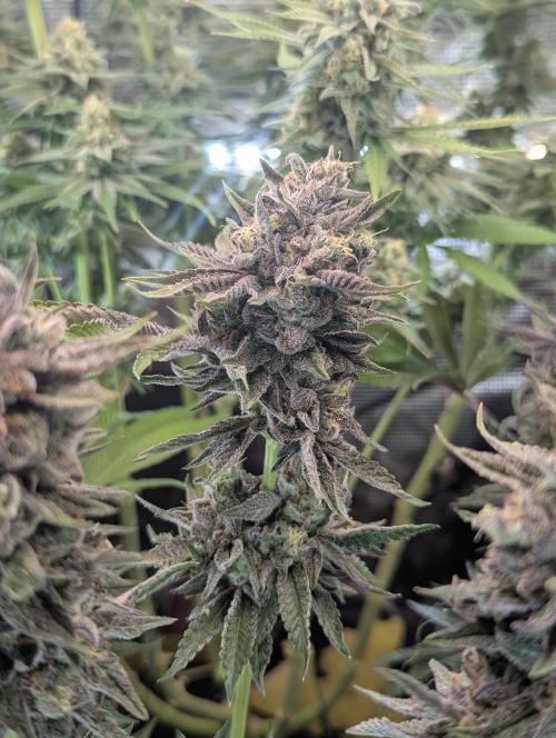 Monaco - Nine Weeks Harvest. Week 11