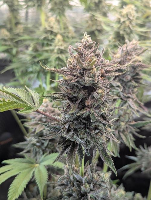 Monaco - Nine Weeks Harvest. Week 11