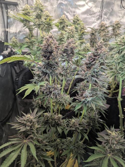 Grow Tent 3x3x6 (90cm x 90cm x 180cm). Week 11