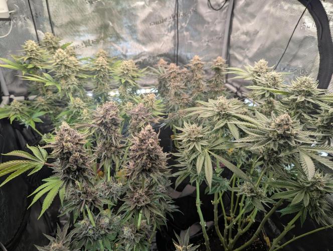 Grow Tent 3x3x6 (90cm x 90cm x 180cm). Week 11