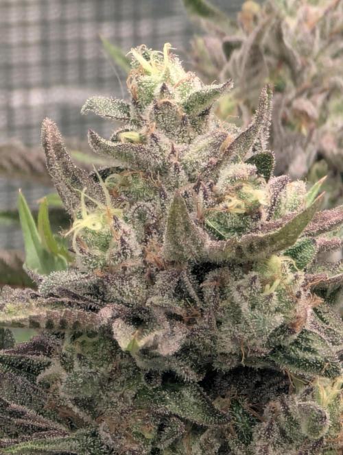 Monaco - Nine Weeks Harvest. Week 11