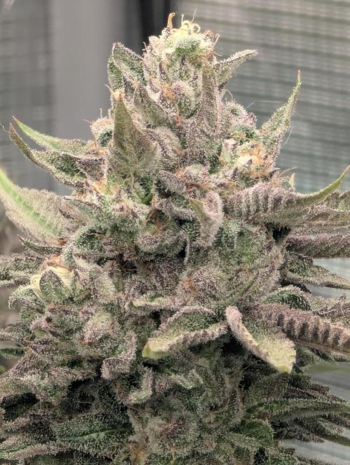 Monaco - Nine Weeks Harvest. Week 11