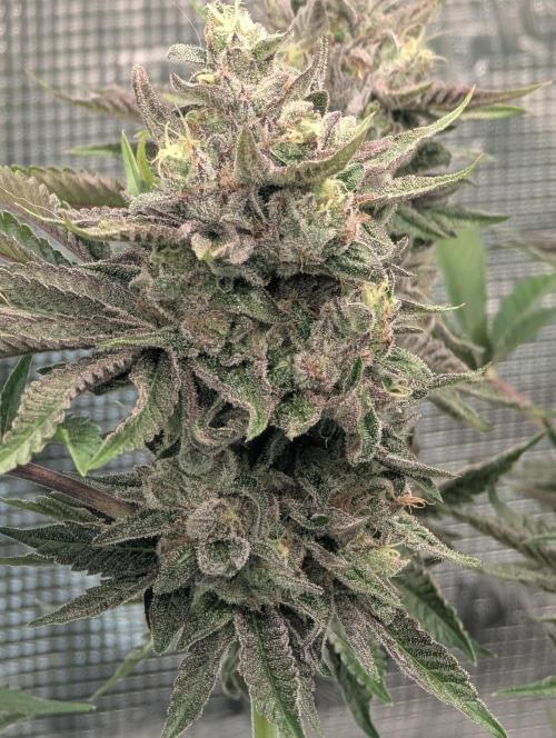 Monaco - Nine Weeks Harvest. Week 11