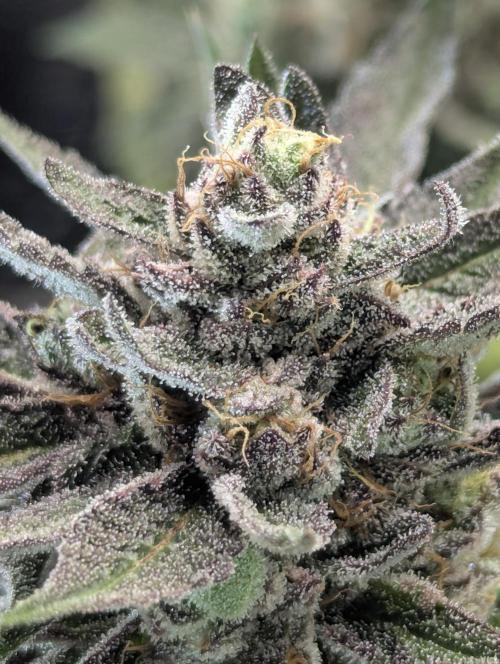 Monaco - Nine Weeks Harvest. Week 11