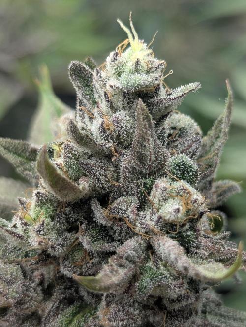 Monaco - Nine Weeks Harvest. Week 11