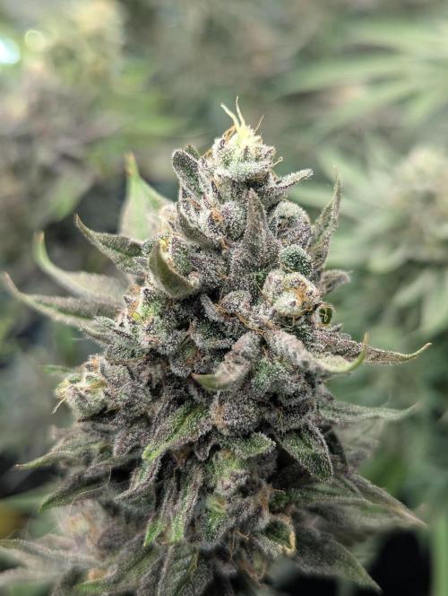 Monaco - Nine Weeks Harvest. Week 11