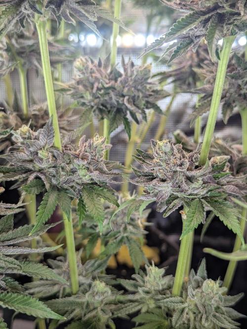Grow Tent 3x3x6 (90cm x 90cm x 180cm). Week 11