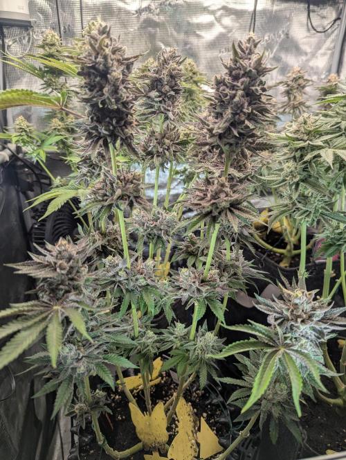 Monaco - Nine Weeks Harvest. Week 11