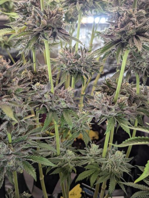 Monaco - Nine Weeks Harvest. Week 11