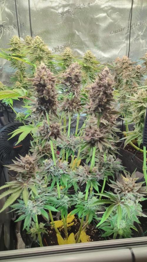 Monaco - Nine Weeks Harvest