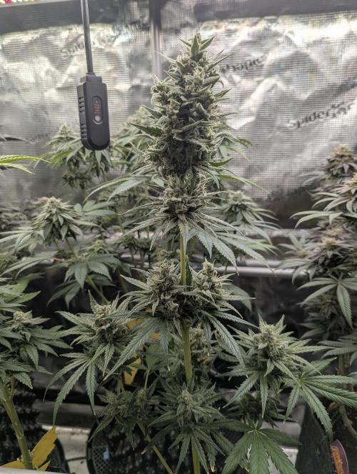 Toad Venum Auto - Growers Choice. Week 7