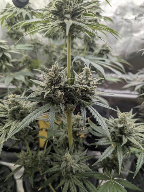 Toad Venum Auto - Growers Choice. Week 7