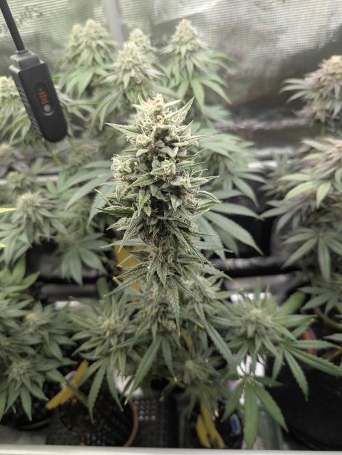 Toad Venum Auto - Growers Choice. Week 7